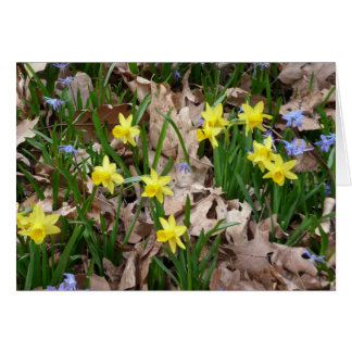Yellow wildflowers