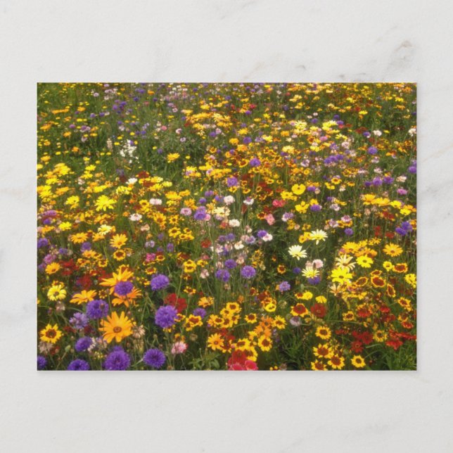 Yellow Wildflowers flowers Postcard (Front)