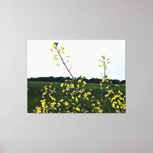 Yellow Wildflowers in Open Field Canvas Print