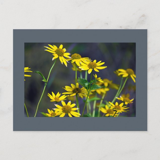 Yellow Wildflowers Postcard (Front)