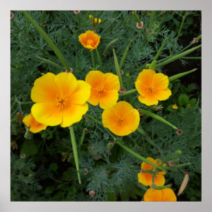 yellow wildflowers poster