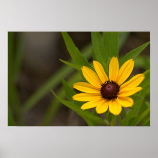 Yellow Wildflowers Poster