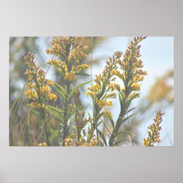 Yellow Wildflowers Poster (Front)