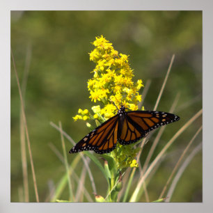 Yellow Wildflowers with Butterfly Poster