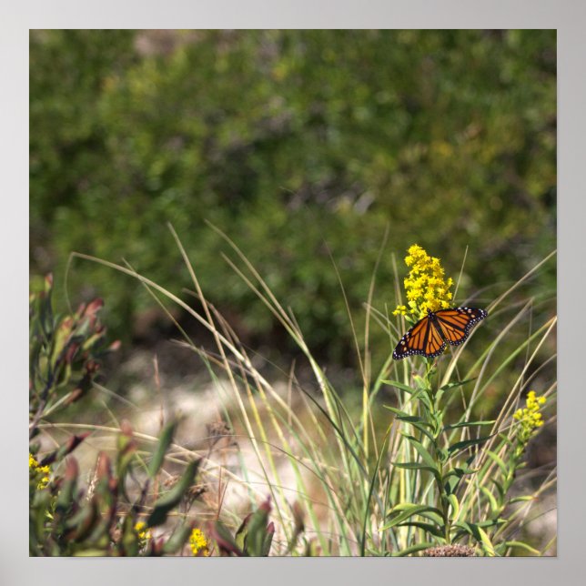 Yellow Wildflowers with Butterfly Poster (Front)
