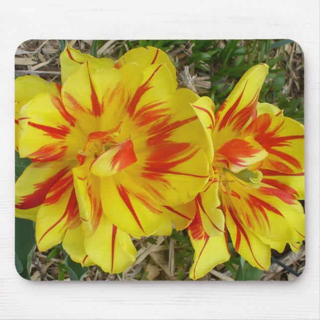 Yellow with Red Striped Flower Mouse Pad (Front)
