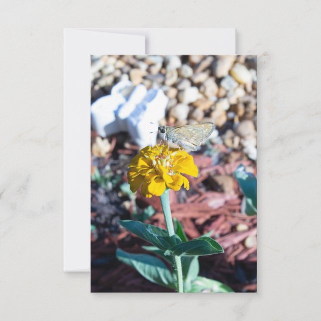 Yellow Zinnia Floral with Moth Photography Card (Front)