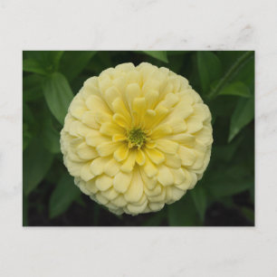 Yellow Zinnia Flower Postcard