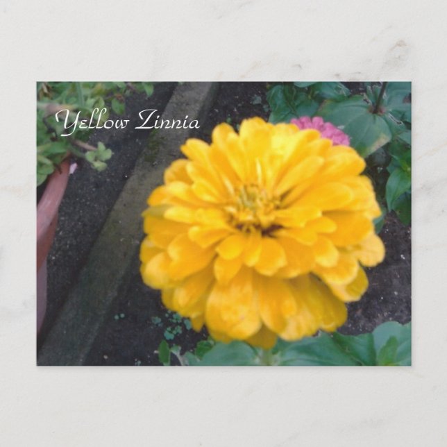 Yellow Zinnia Postcard (Front)