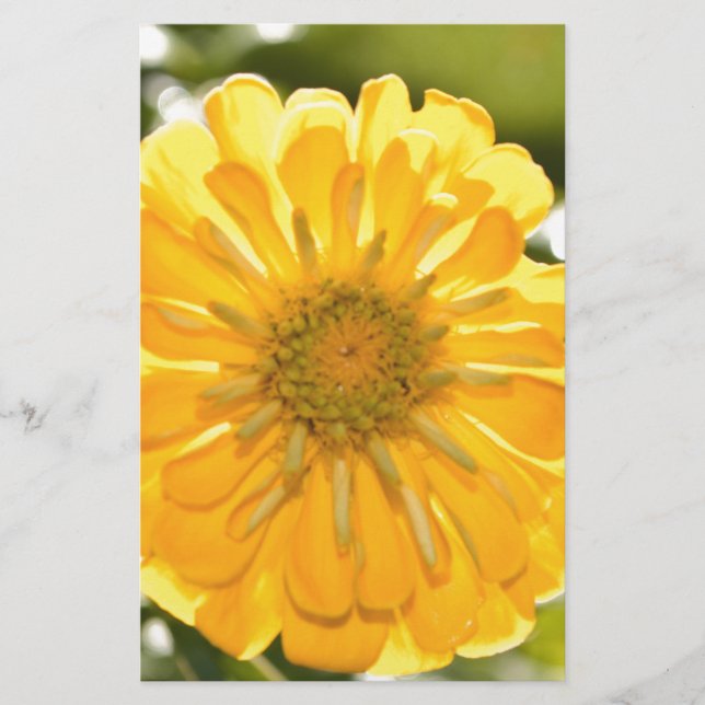 Yellow zinnia, yellow daisy, yellow flower (Front)