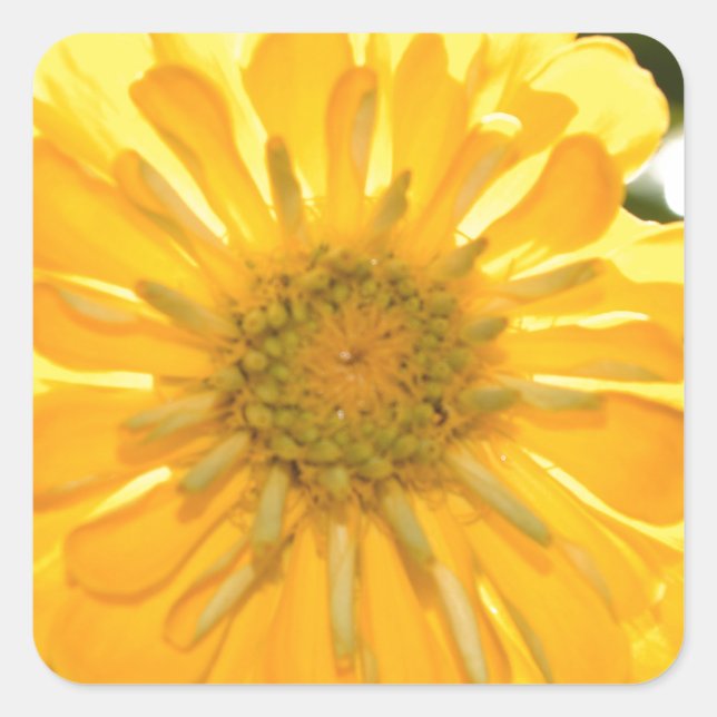Yellow zinnia, yellow daisy, yellow flower square sticker (Front)