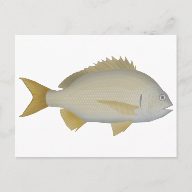 Yellowfin Bream Postcard (Front)