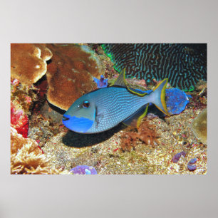 Yellowfin Triggerfish Poster
