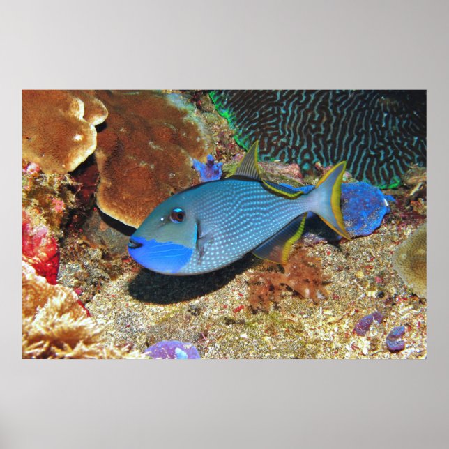 Yellowfin Triggerfish Poster (Front)