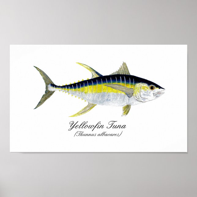 Yellowfin Tuna Poster (Front)