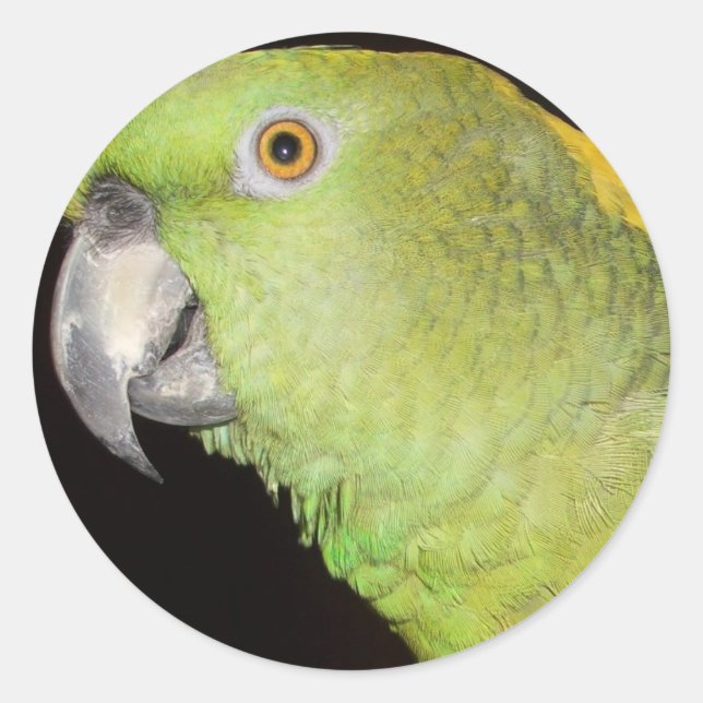 Yellownape Amazon Classic Round Sticker (Front)