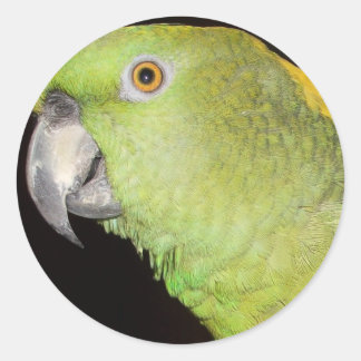 Yellownape Amazon Classic Round Sticker