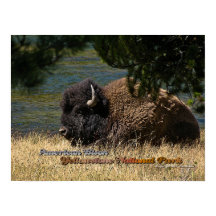 Yellowstone - affiche de l'American Bison