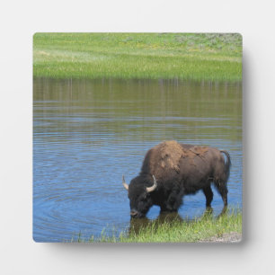 Yellowstone American Bison in Pond Plaque