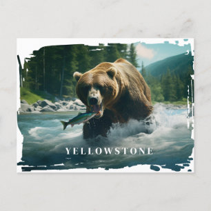 Yellowstone Bear Postcard
