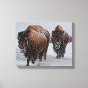 Yellowstone Bison Canvas Print