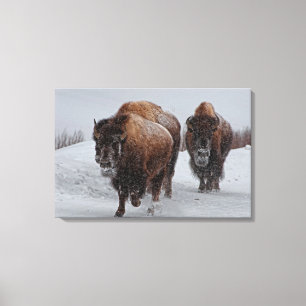 Yellowstone Bison Canvas Print