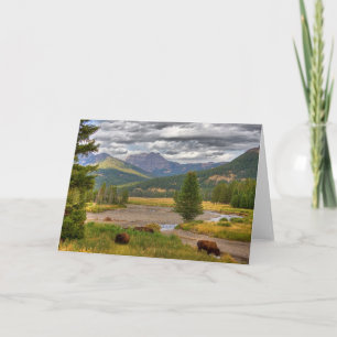 Yellowstone Bison Card