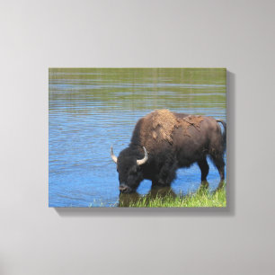 Yellowstone Bison Drinking in Lake Canvas Print