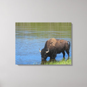 Yellowstone Bison Drinking in Lake Canvas Print