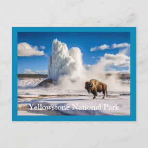 Yellowstone Bison & Geyser Postcard
