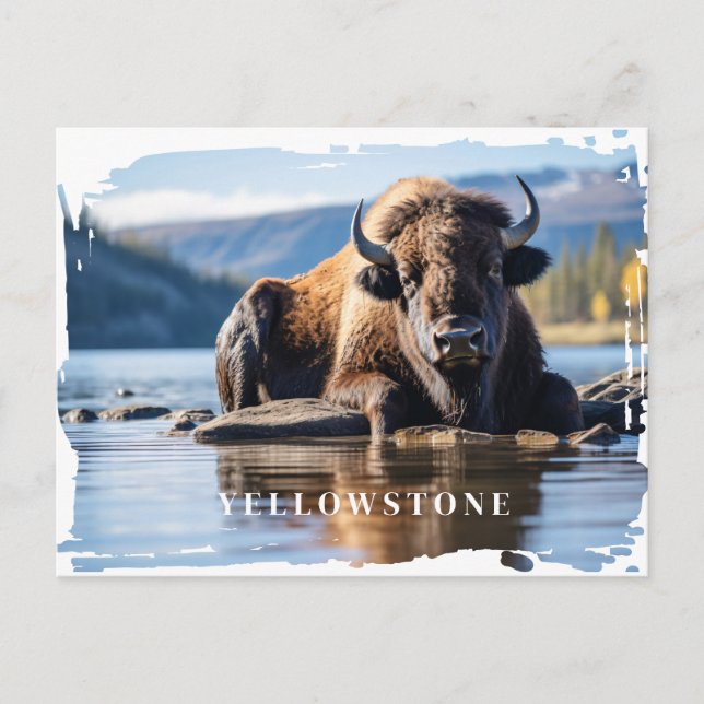 Yellowstone Bison Postcard (Front)
