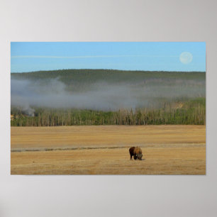 Yellowstone Bison Poster