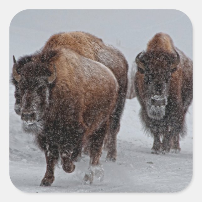Yellowstone Bison Square Sticker (Front)