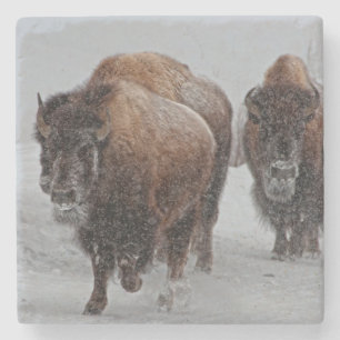 Yellowstone Bison Stone Coaster
