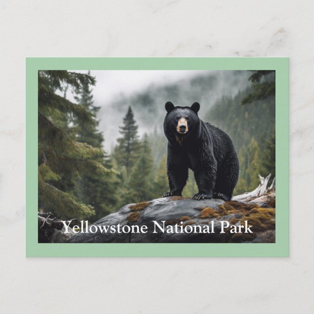 Yellowstone Black Bear Postcard (Front)
