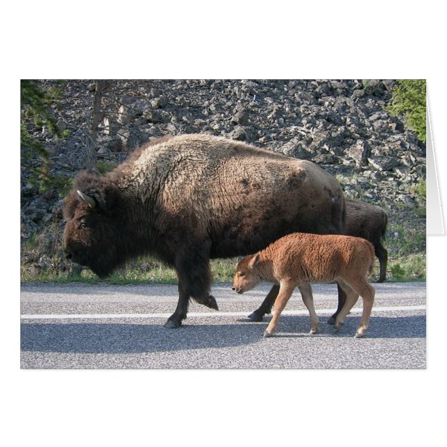 Yellowstone Buffalo (Front Horizontal)