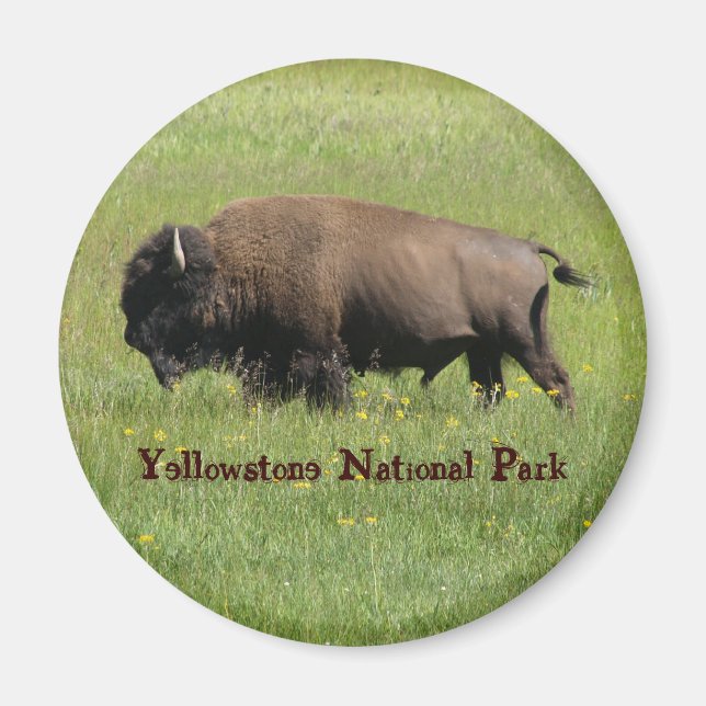 Yellowstone Buffalo Magnet (Front)