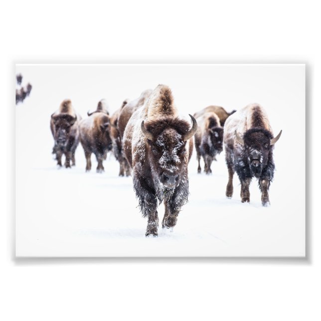 Yellowstone Buffalo Photo Print (Front)