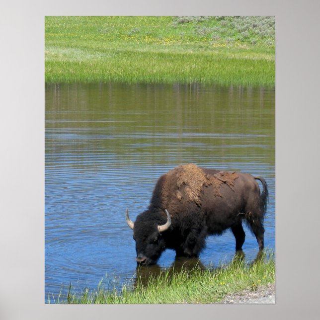 Yellowstone Buffalo Souvenir Poster (Front)