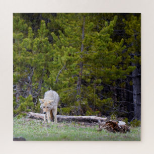 Yellowstone - Curious Coyote - 20x20 - 676 pcs. Jigsaw Puzzle