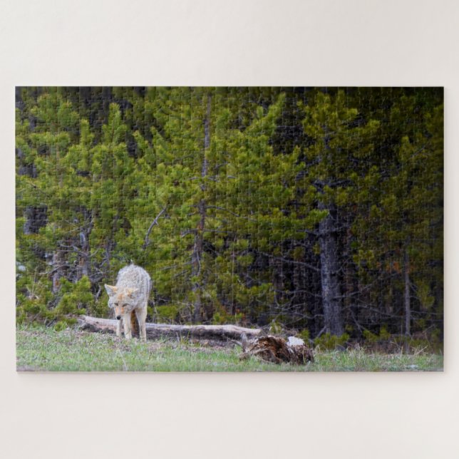 Yellowstone - Curious Coyote - 20x30 - 1014 pcs. Jigsaw Puzzle (Horizontal)