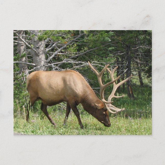 Yellowstone Elk Postcard (Front)