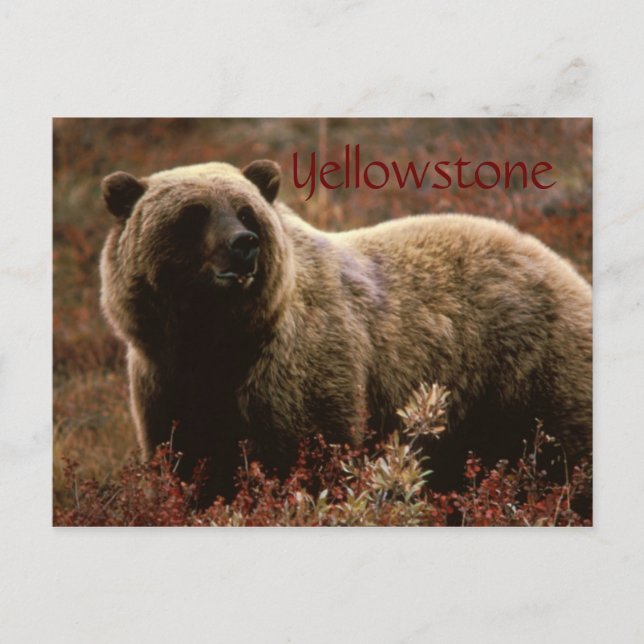 Yellowstone grizzly bear postcard (Front)