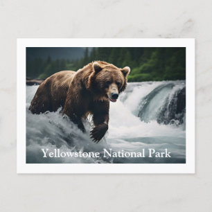 Yellowstone Grizzly Bear Postcard
