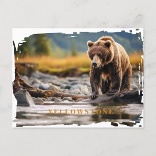 Yellowstone Grizzly Bear Postcard