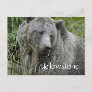 Yellowstone grizzly bear postcard