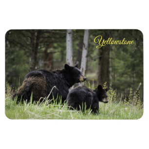 Yellowstone Magnet-Black Bear Magnet