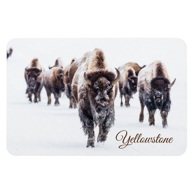 Yellowstone Magnet-Buffalo Magnet (Horizontal)