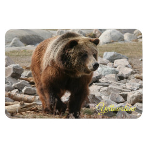 Yellowstone Magnet-Grizzly Bear Magnet
