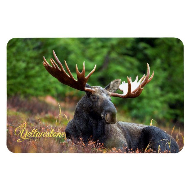 Yellowstone Magnet-Moose Magnet (Horizontal)